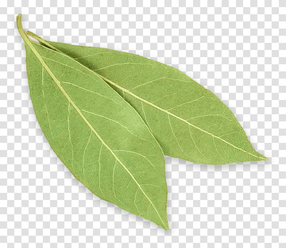 Bay Leaves Buttonbush, Leaf, Plant, Tree, Tennis Ball Transparent Png