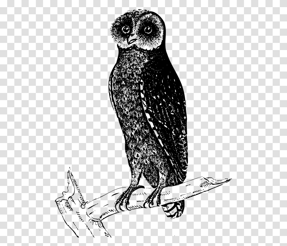 Bay Owl Line Drawings Of Owls In Tree, Gray, World Of Warcraft Transparent Png