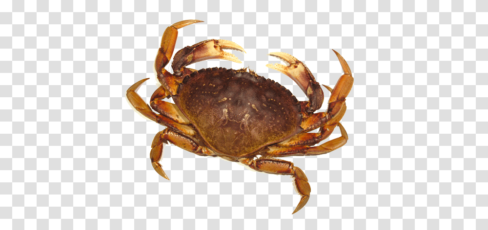 Bay Scallop Crab, Sea Life, Animal, Seafood, Fungus Transparent Png