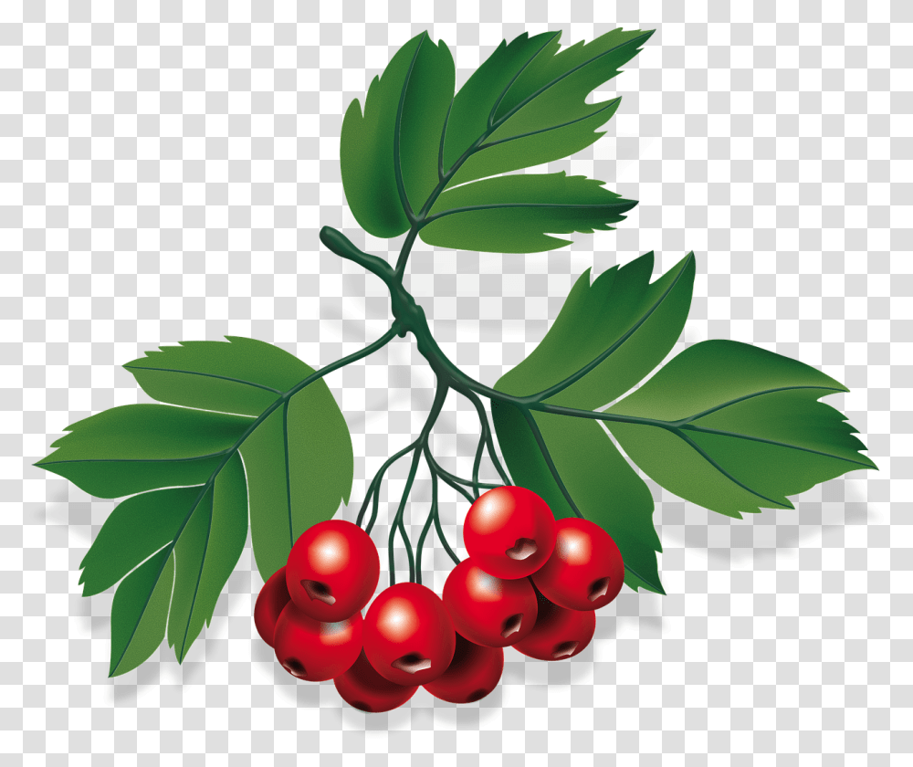 Baya, Plant, Leaf, Fruit, Food Transparent Png