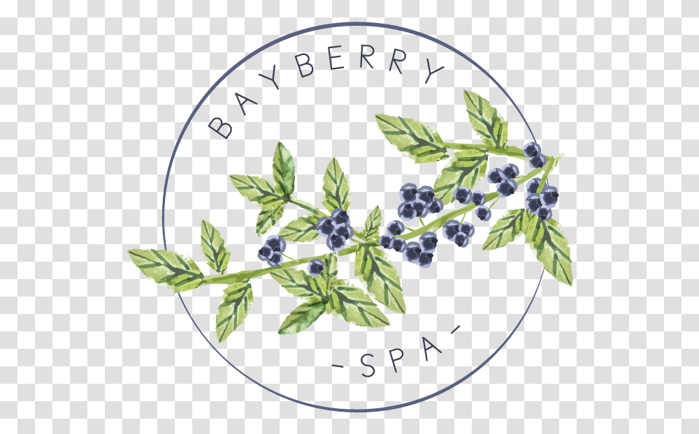 Bayberry Sprig Borage Family, Potted Plant, Vase, Jar, Pottery Transparent Png