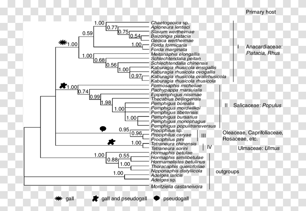 Bayesian Tree Reconstructed From Ef Screenshot, Plot, Plan, Diagram, Text Transparent Png