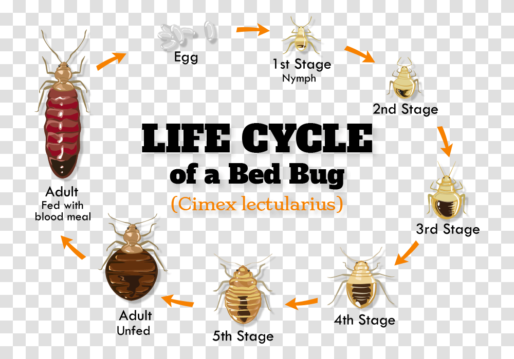 Bb Biology Bed Bug Weakness, Invertebrate, Animal, Insect, Firefly Transparent Png