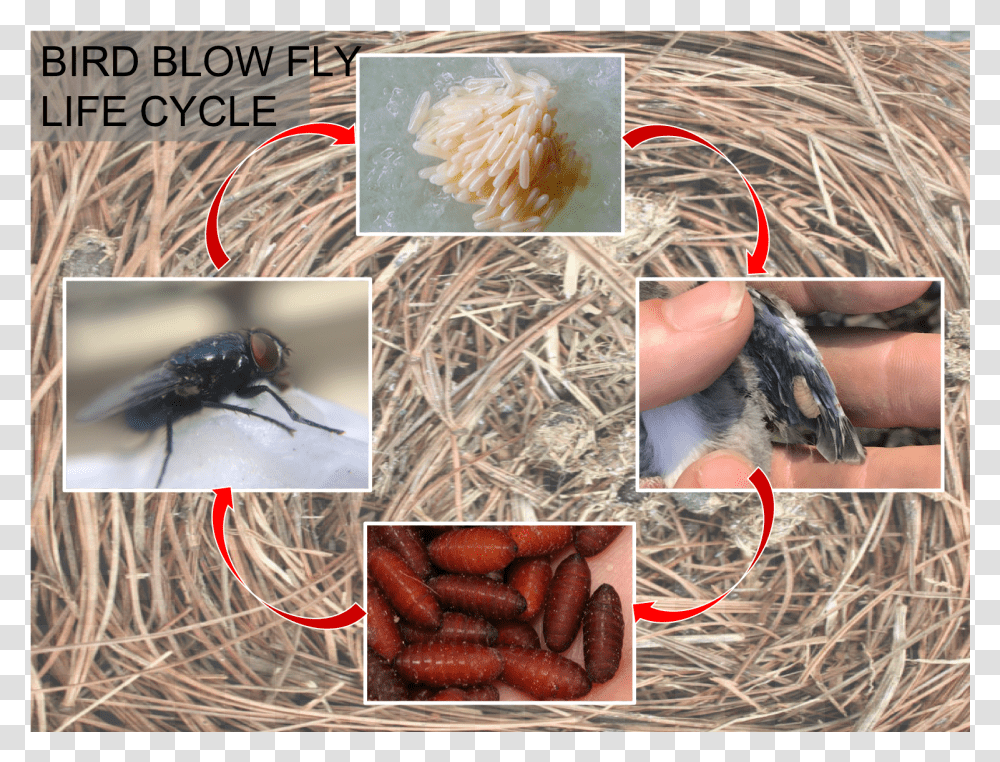 Bbf Life Cycle Stable Fly, Bird, Animal, Collage, Poster Transparent Png