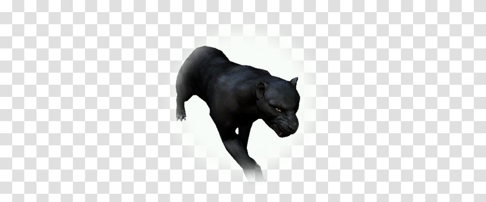 Bdo Black Leopard Black Panther Bdo, Dog, Pet, Canine, Animal Transparent Png