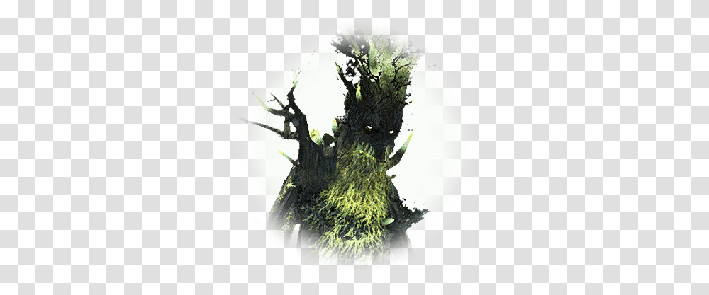 Bdo Degraded Ruins Tree Treant Knowledge Database Fiction, Plant, Root, Fisheye, Flower Transparent Png