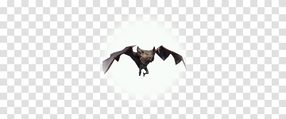 Bdo Forest Bat Bddatabasenetusnpc21555 Bats Icon, Mammal, Animal, Wildlife, Lamp Transparent Png