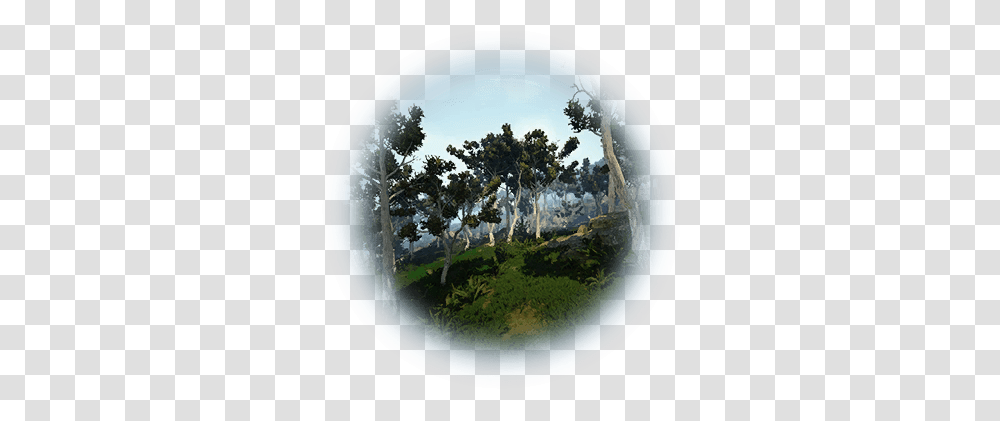 Bdo White Tree Forest Knowledge Database Foret De Bois Blanc Bdo, Sphere, Nature, Outdoors, Land Transparent Png