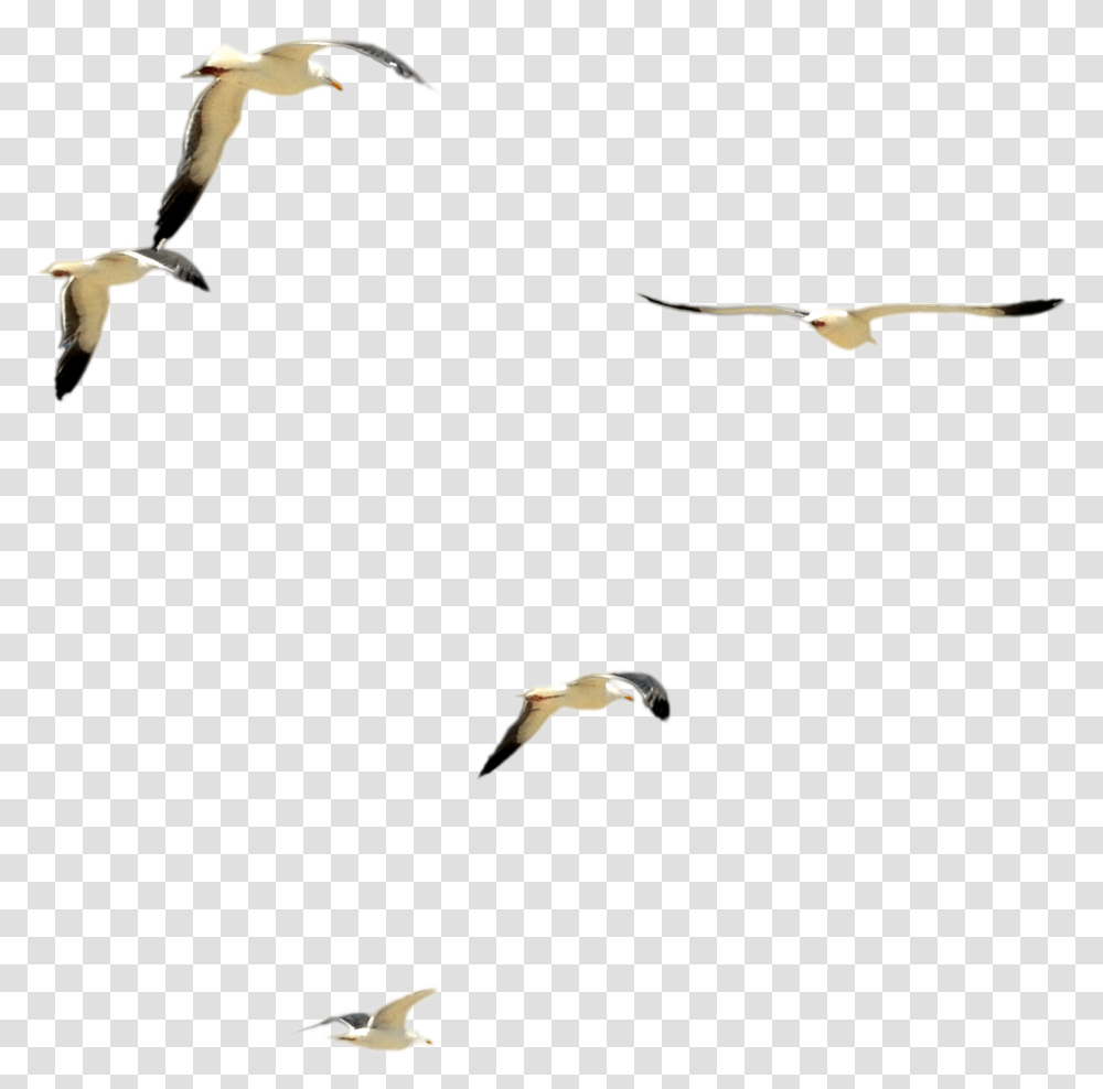 Beach Birds, Flying, Animal, Flock, Kite Bird Transparent Png