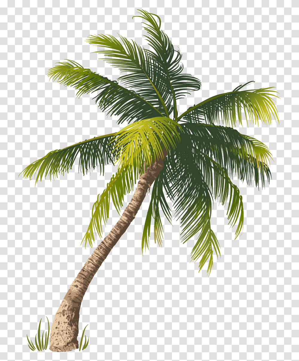 Beach Coconut Tree Beach Coconut Tree, Plant, Palm Tree, Arecaceae, Bird Transparent Png