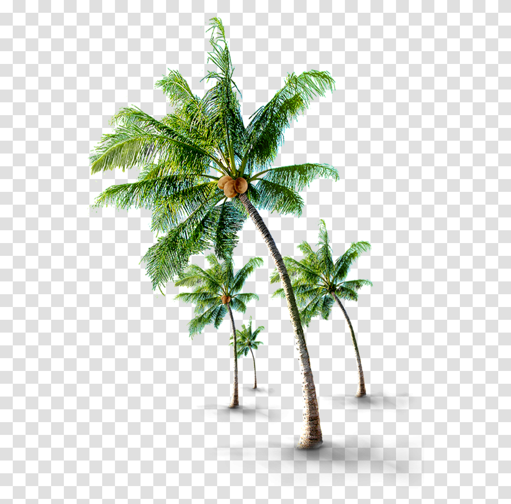 Beach Coconut Tree Coconut Palm Tree, Plant, Potted Plant, Vase, Jar Transparent Png