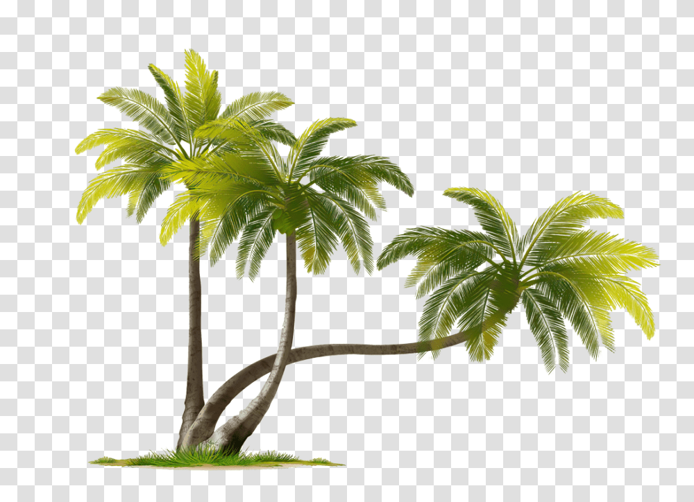 Beach Coconut Tree Coconut Tree Images, Palm Tree, Plant, Arecaceae, Leaf Transparent Png