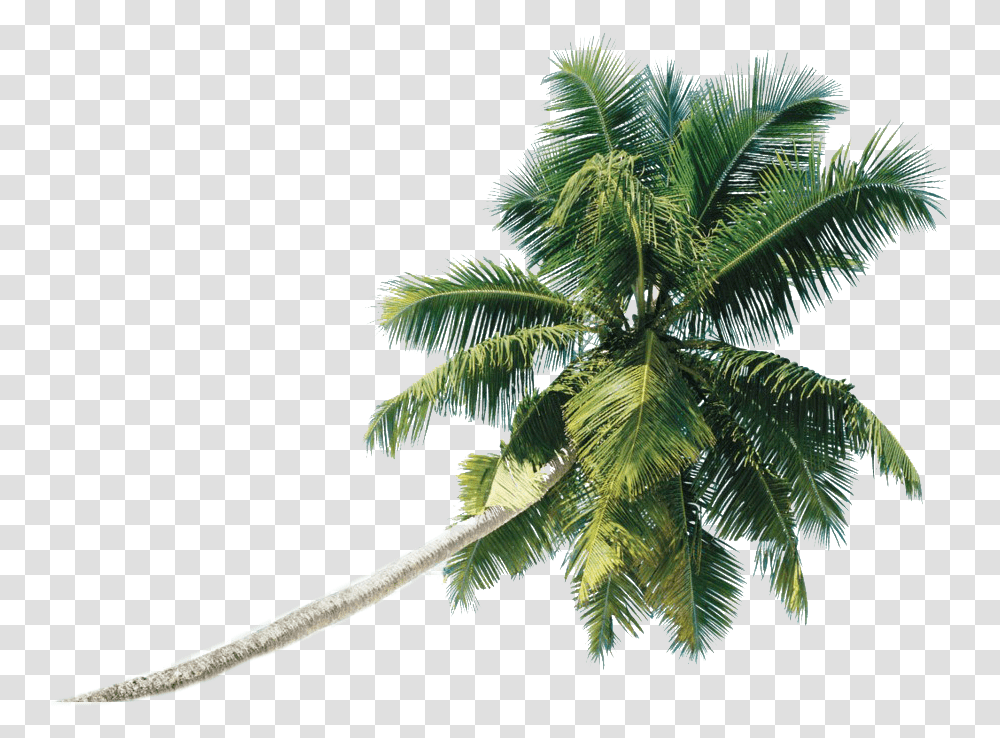 Beach Coconut Tree Coconut Tree, Palm Tree, Plant, Arecaceae, Leaf Transparent Png