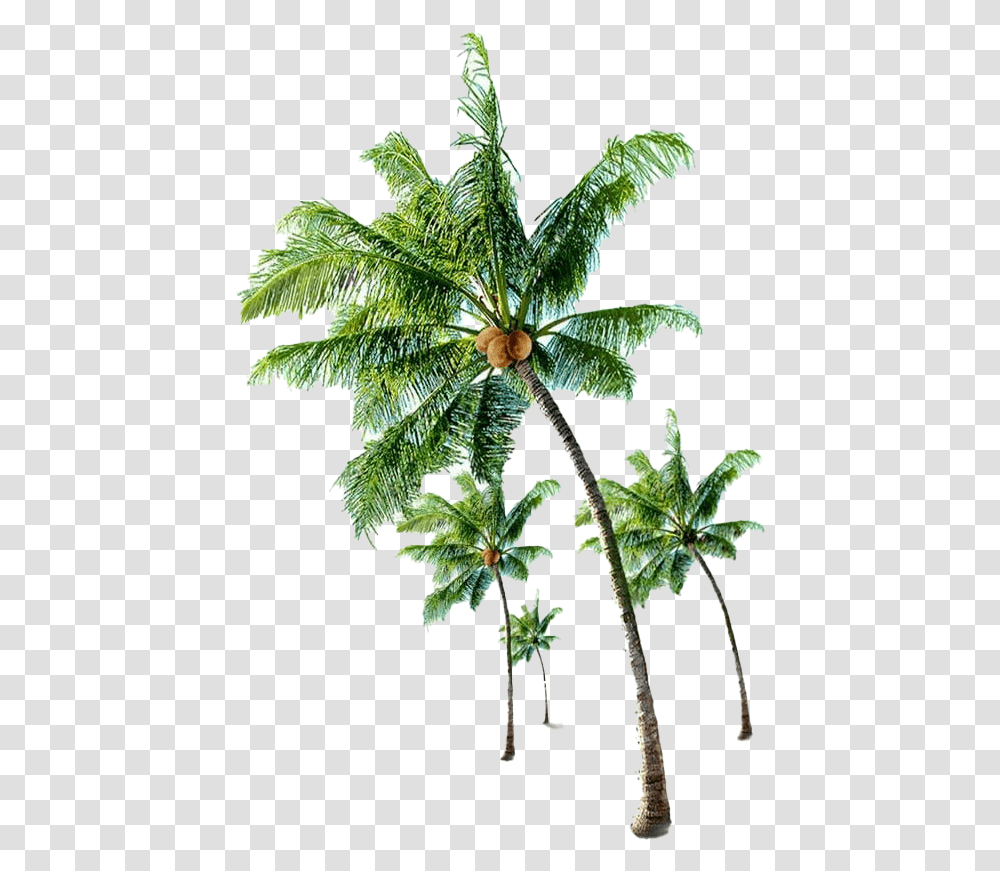 Beach Coconut Tree Images All Coconut Tree With Coconut, Plant, Leaf, Conifer, Annonaceae Transparent Png