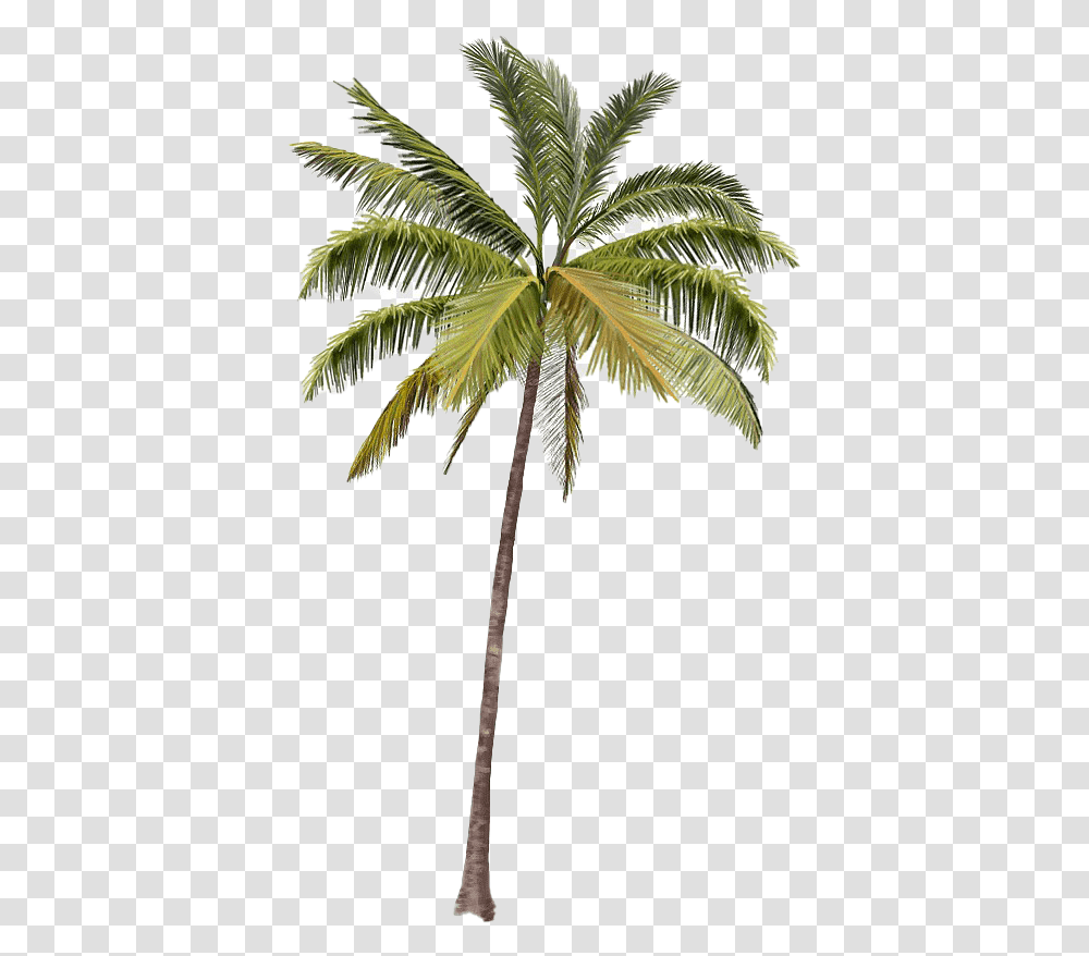 Beach Coconut Tree Real Palm Tree, Plant, Arecaceae, Leaf, Bird Transparent Png