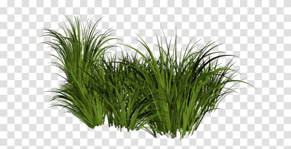 Beach Grass File Tall Grass Background, Plant, Bush, Vegetation, Lawn Transparent Png