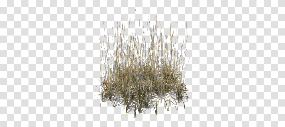 Beach Grass Grass, Chandelier, Lamp, Ivory, Animal Transparent Png