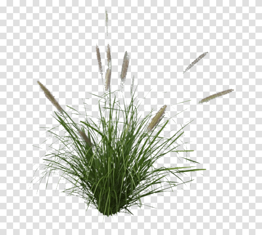 Beach Grass Image Pennisetum, Plant, Lawn, Flower, Blossom Transparent Png