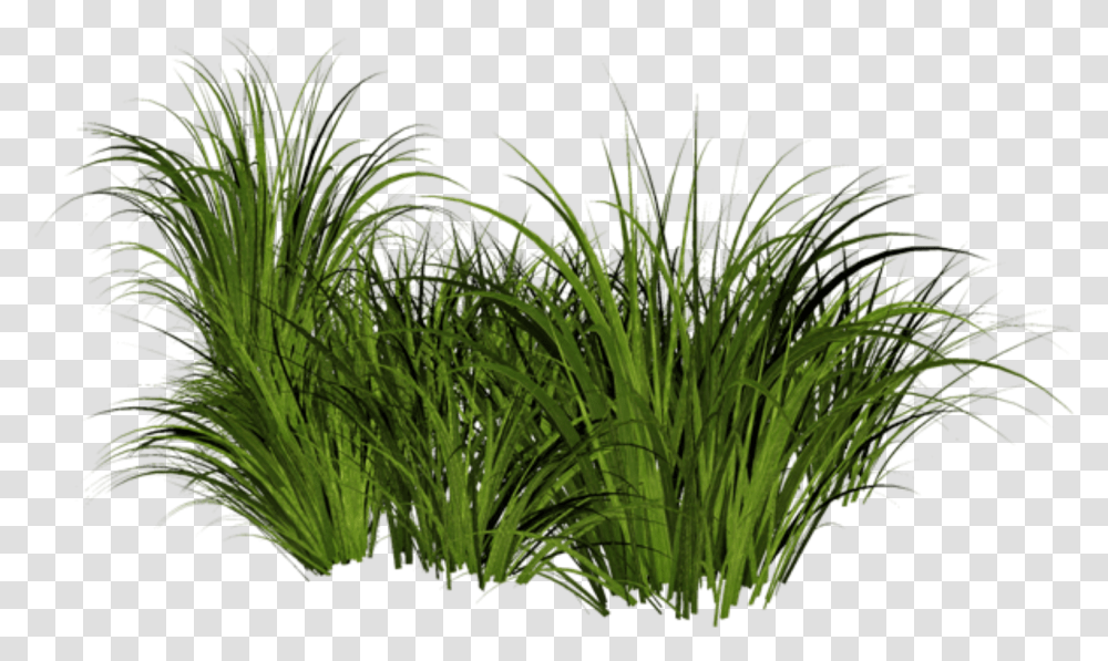 Beach Grass Jpg Free Stock Grass, Plant, Vegetation, Outdoors, Lawn Transparent Png