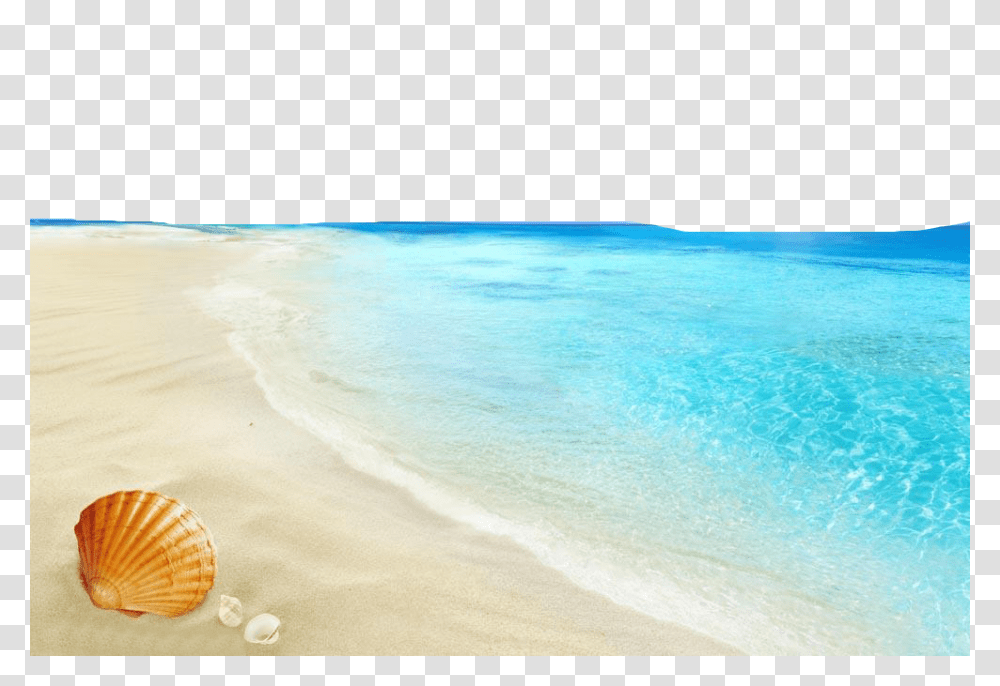 Beach, Nature, Sea Life, Animal, Seashell Transparent Png