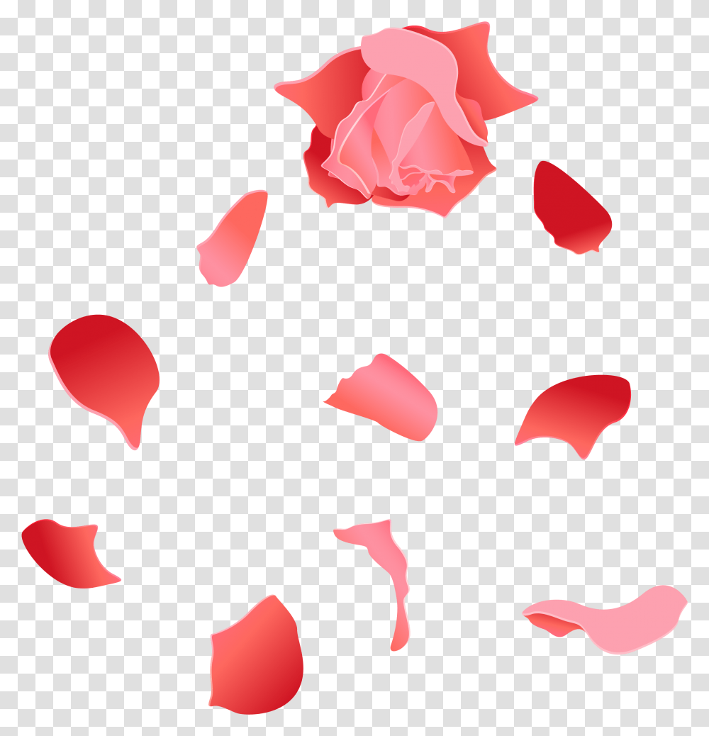 Beach Rose Petal Euclidean Vector Rose Petal Vector, Flower, Plant, Blossom, Paper Transparent Png