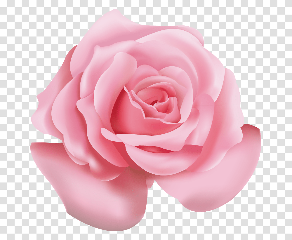 Beach Rose Pink Flower Icon Pink Flower, Plant, Blossom, Petal Transparent Png