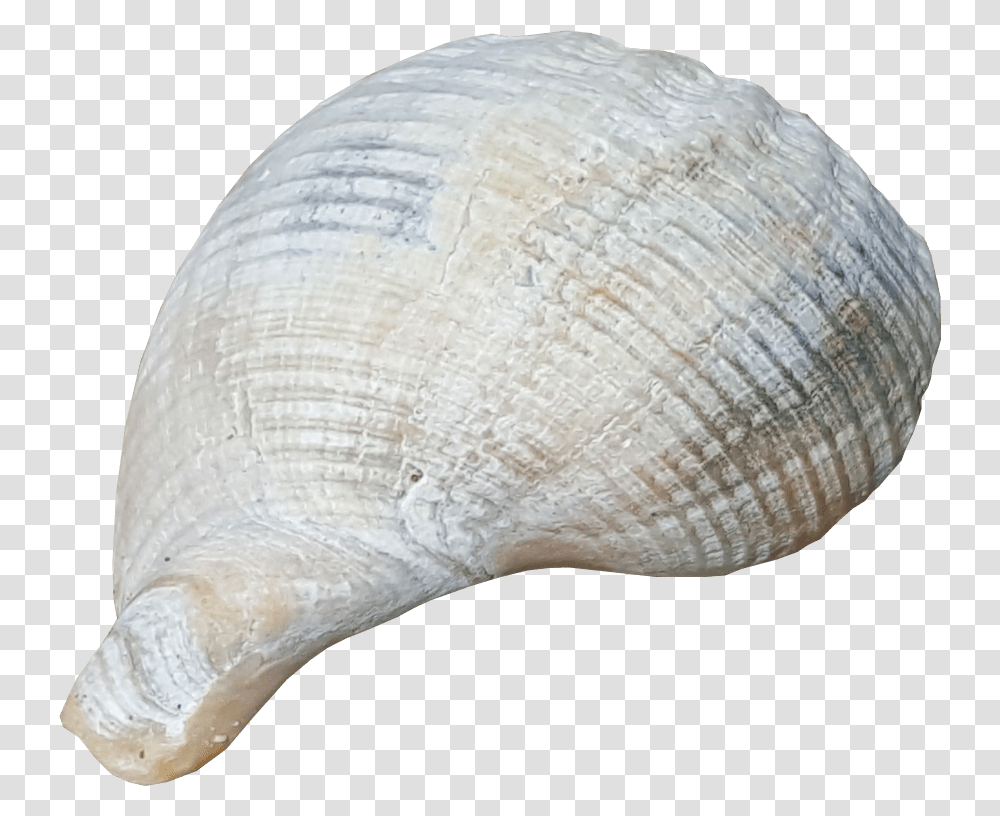 Beach Shell No Background Image Shells With Clear Background, Seashell, Invertebrate, Sea Life, Animal Transparent Png