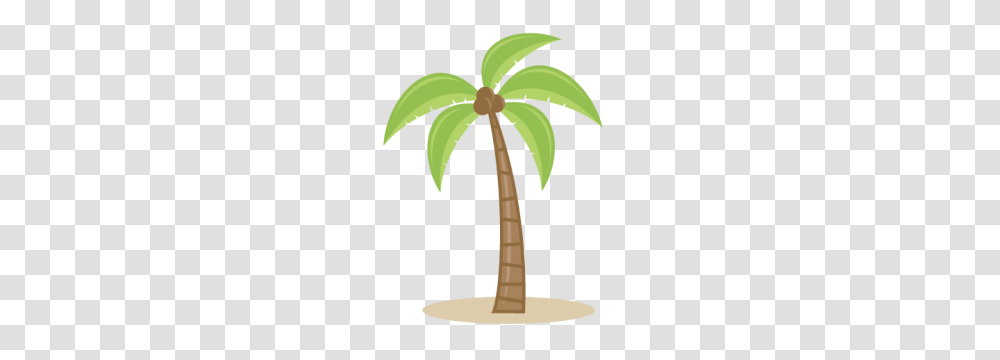 Beachocean, Plant, Tree, Palm Tree, Arecaceae Transparent Png