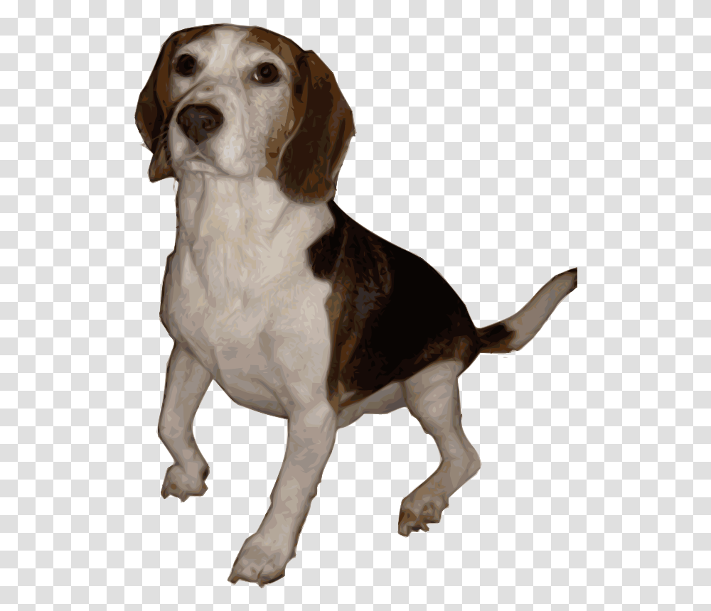 Beagle 1 By Merlin2525 Medium, Animals, Hound, Dog, Pet Transparent Png