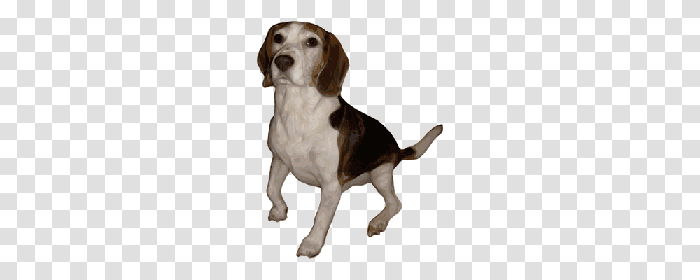 Beagle Animals, Hound, Dog, Pet Transparent Png