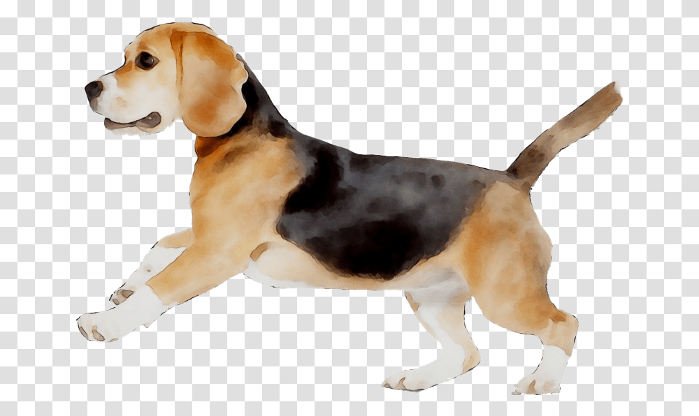Beagle Beagle, Hound, Dog, Pet, Canine Transparent Png