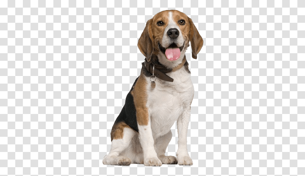 Beagle Dog Beagle, Hound, Pet, Canine, Animal Transparent Png