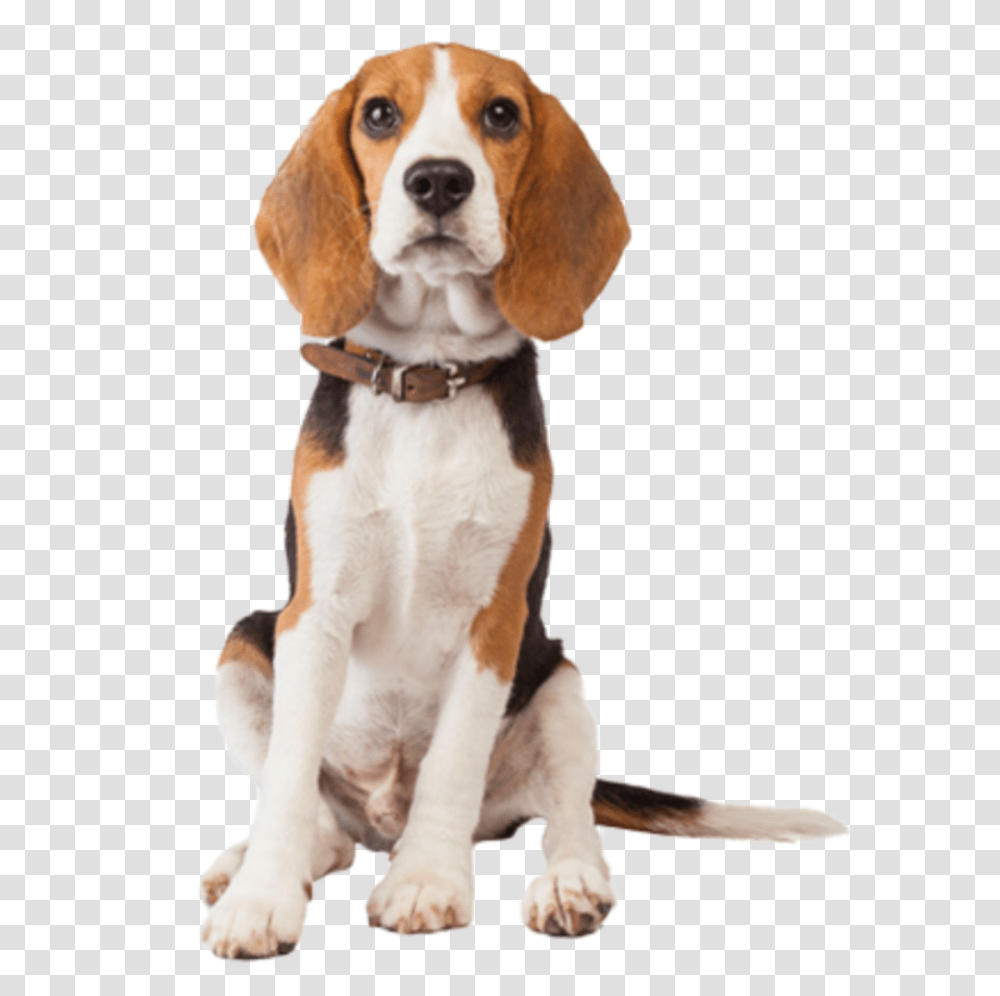 Beagle Dog Cute Animal Pet Loyal Beagle Dog, Canine, Mammal, Hound, Strap Transparent Png