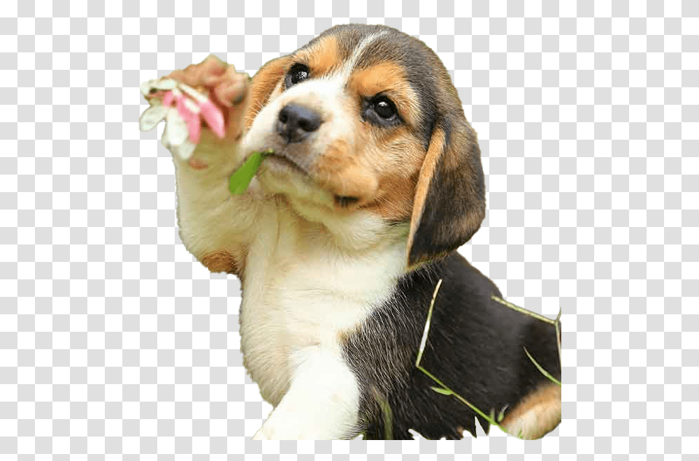 Beagle Dog Puppy Free Download Daisy John Wick Dog, Hound, Pet, Canine, Animal Transparent Png