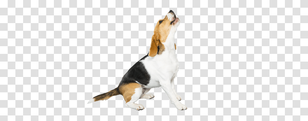 Beagle Download Image Arts, Hound, Dog, Pet, Canine Transparent Png
