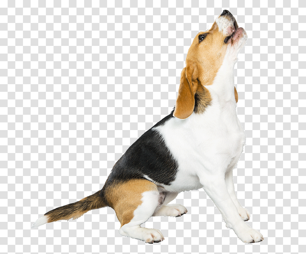 Beagle, Hound, Dog, Pet, Canine Transparent Png