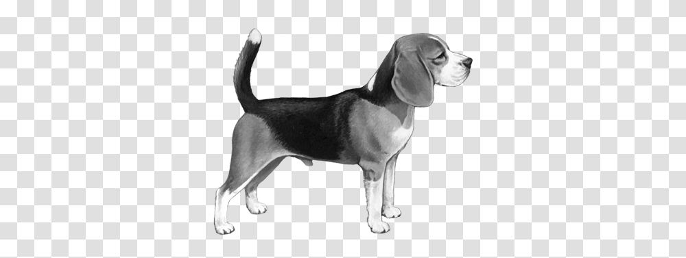 Beagle, Hound, Dog, Pet, Canine Transparent Png