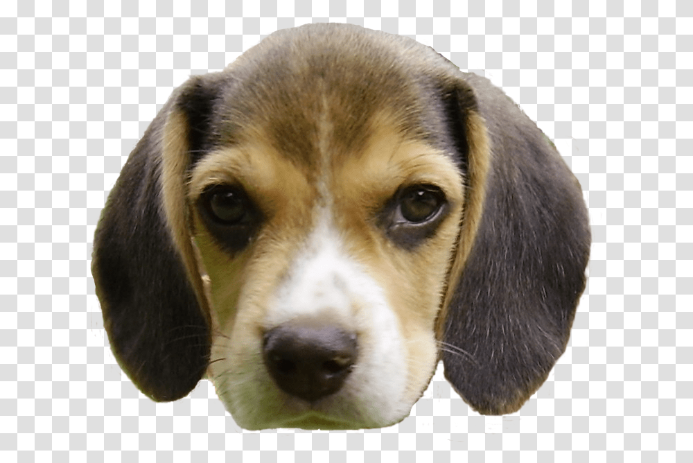 Beagle Puppy S Head Dog Head Background, Hound, Pet, Canine, Animal Transparent Png