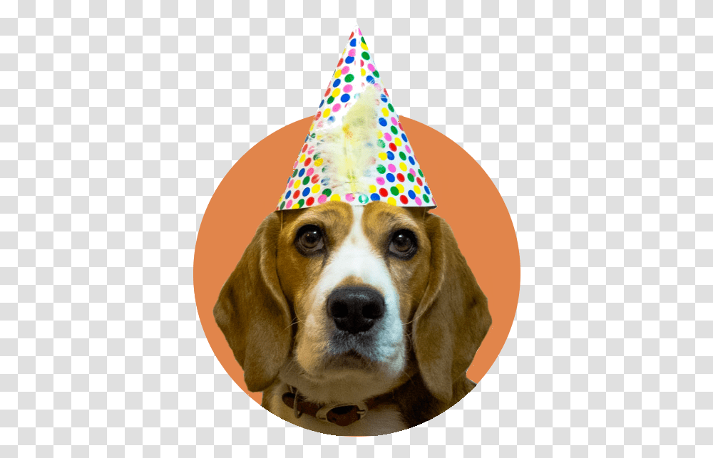 Beagle With Party Hat, Apparel, Dog, Pet Transparent Png