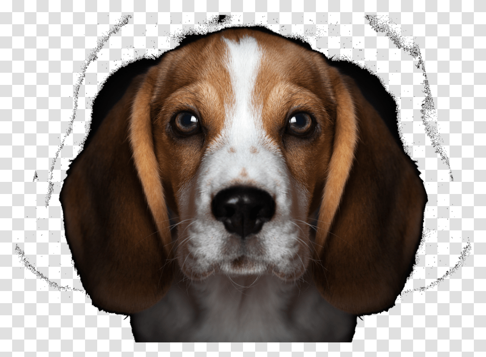 Beagles Puppy Black Background, Hound, Dog, Pet, Canine Transparent Png