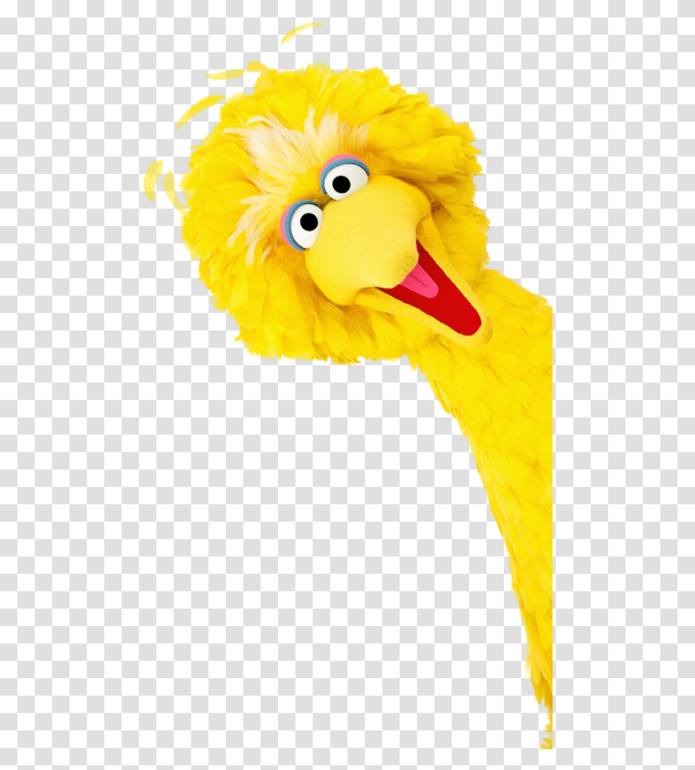 Beak Big Bird Feather Yellow Big Bird Background, Animal Transparent Png