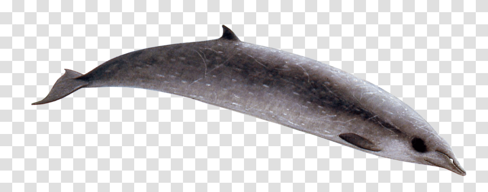 Beaked Whale, Dolphin, Mammal, Sea Life, Animal Transparent Png