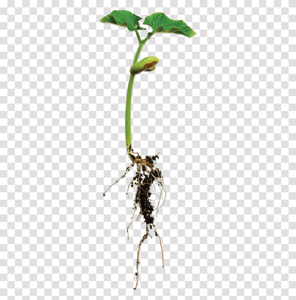 Bean Plant Bean Plant With Root, Tree, Flower, Spider, Invertebrate Transparent Png