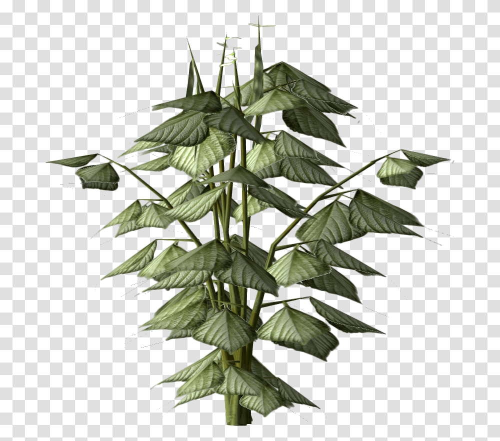Bean Plant The Elder Scrolls V Skyrim, Leaf, Acanthaceae, Flower, Blossom Transparent Png