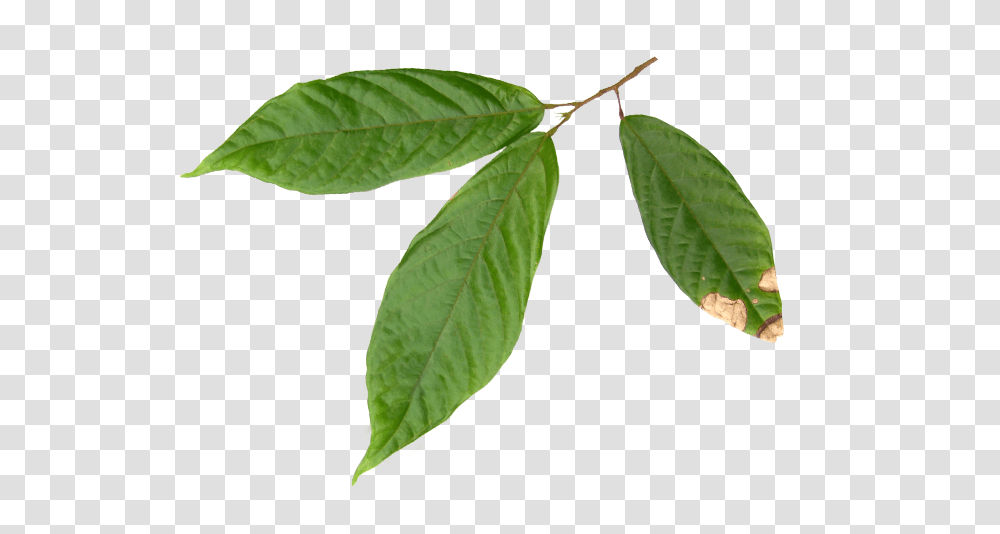 Beans Latiali Latino Americana De Alimentos Ecuador S, Leaf, Plant, Vegetation, Tree Transparent Png