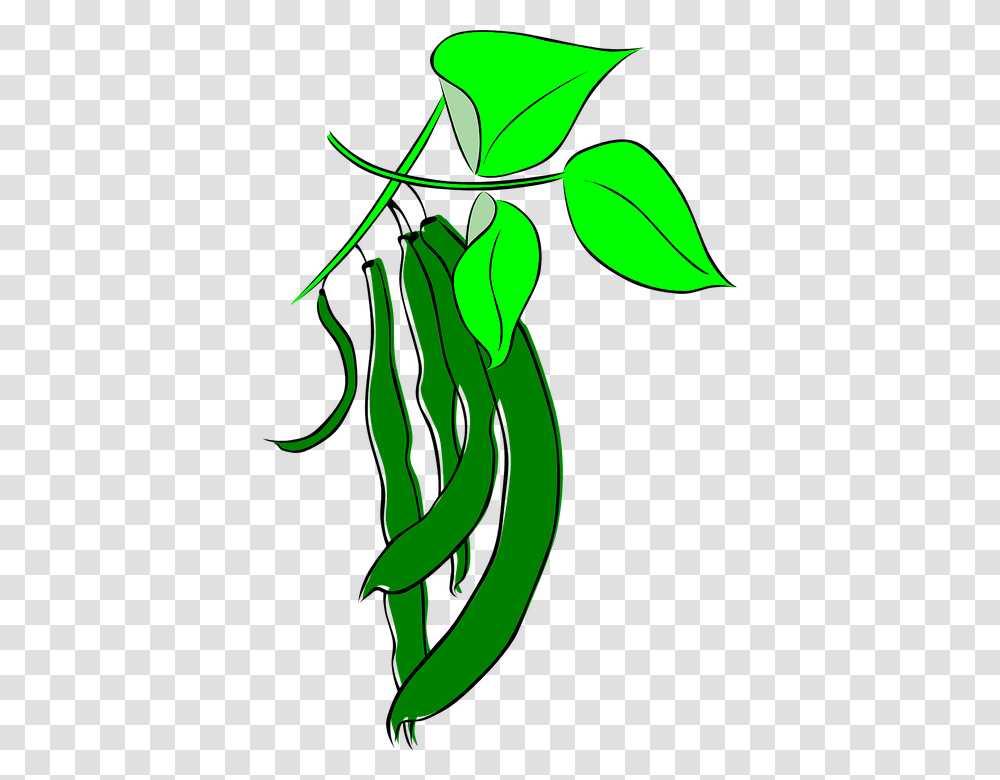 Beans Leguminous Plants Pulse Legumes Garden Beans Cartoon, Food, Vegetable, Produce, Green Bean Transparent Png