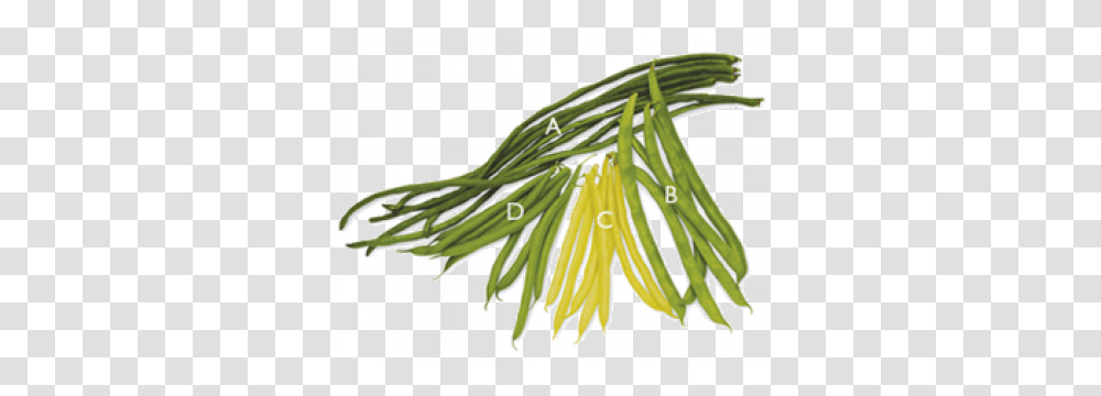 Beans, Plant, Produce, Food, Flower Transparent Png