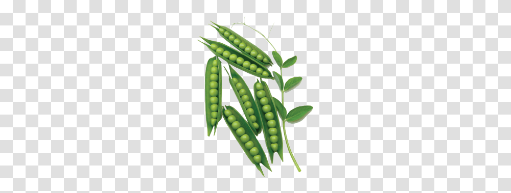 Beans Sprouts, Plant, Pea, Vegetable, Food Transparent Png