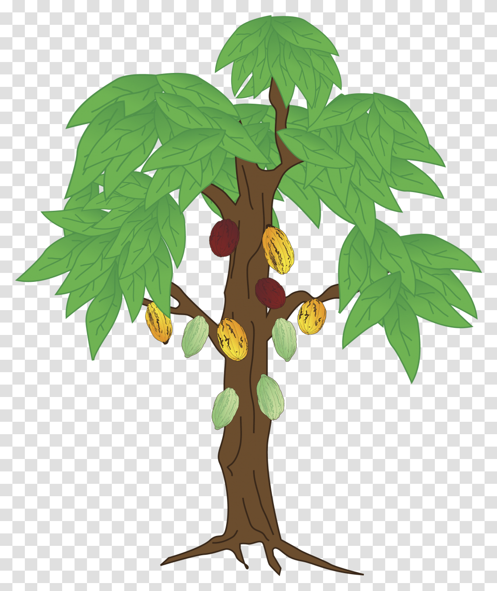 Beans Vector Cocoa Tree Cocoa Bean Tree Drawing, Plant, Leaf, Oak, Annonaceae Transparent Png