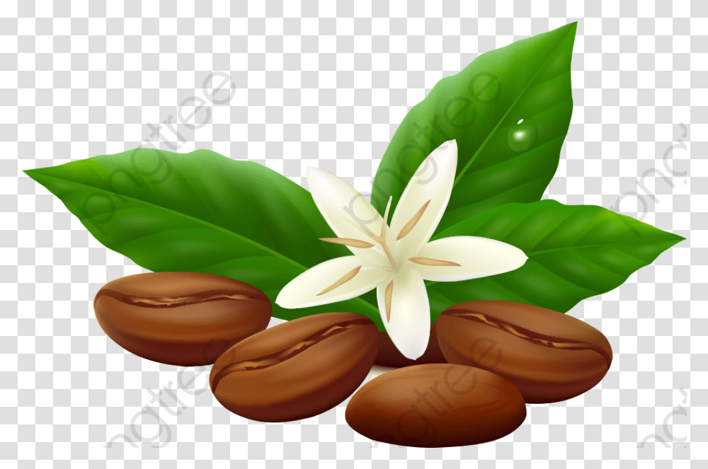 Beans Vector Coffee Bean Leaf Vector, Plant, Nut, Vegetable, Food Transparent Png